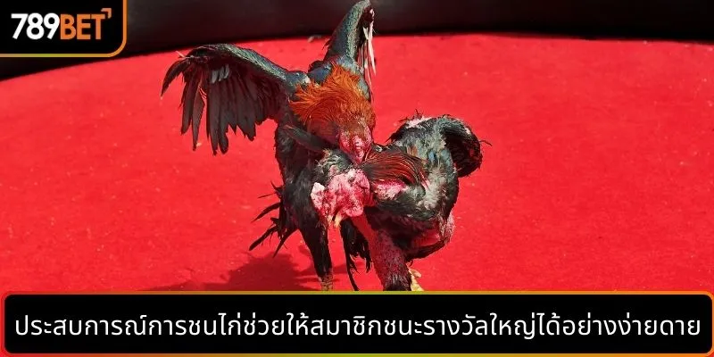 ประสบการณ์การชนไก่ช่วยให้สมาชิกชนะรางวัลใหญ่ได้อย่างง่ายดาย
