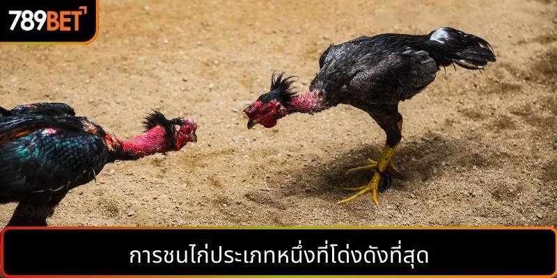 การชนไก่ประเภทหนึ่งที่โด่งดังที่สุด